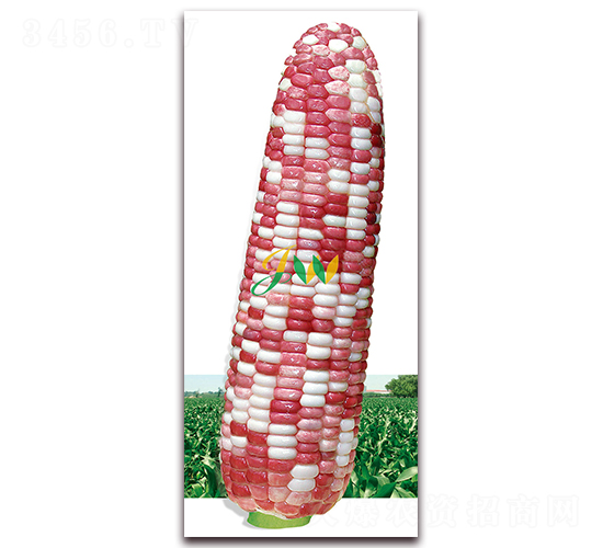 萬(wàn)紫千紅-鮮食玉米種子-營(yíng)口君旺