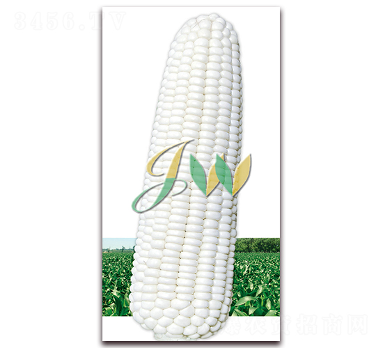 白雪公主-鮮食玉米種子-營口君旺