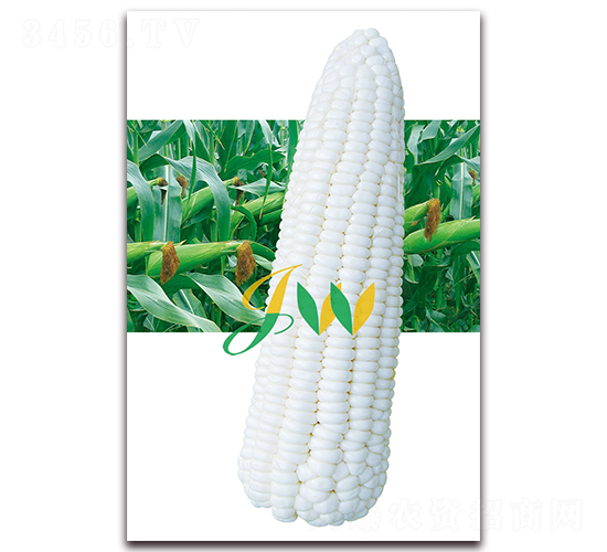 杰科糯-鮮食玉米種子-營口君旺