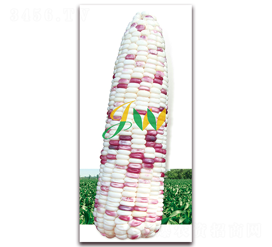 ��Ŵ2000-�rʳ���׷N��-�I�ھ���