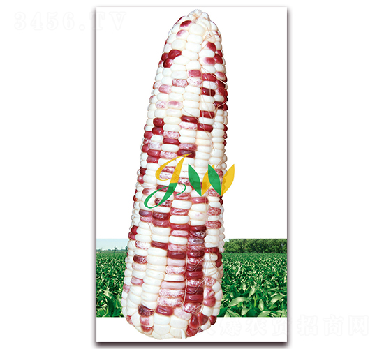 彩甜糯100-鮮食玉米種子-營口君旺