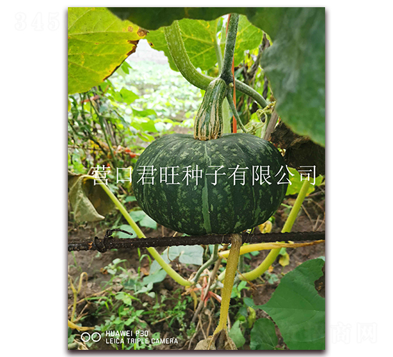 好栗-南瓜種子-營口君旺