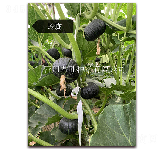 �ᭇ-�ϹϷN��-�I(y��ng)�ھ���