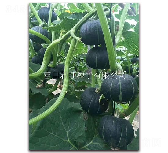 ����2̖-�ϹϷN��-�I�ھ���