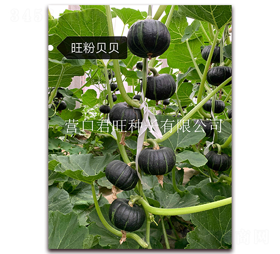 ����ؐؐ-�ϹϷN��-�I�ھ���