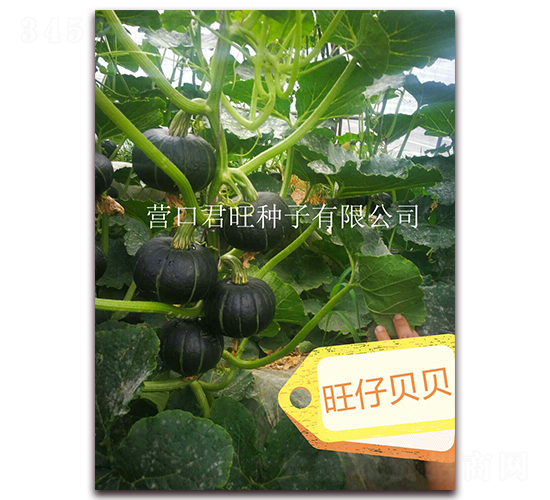旺仔貝貝-南瓜種子-營口君旺