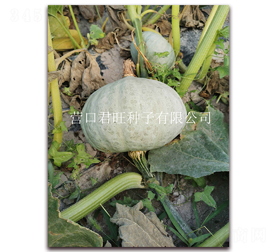 �y��1̖-�ϹϷN��-�I�ھ���