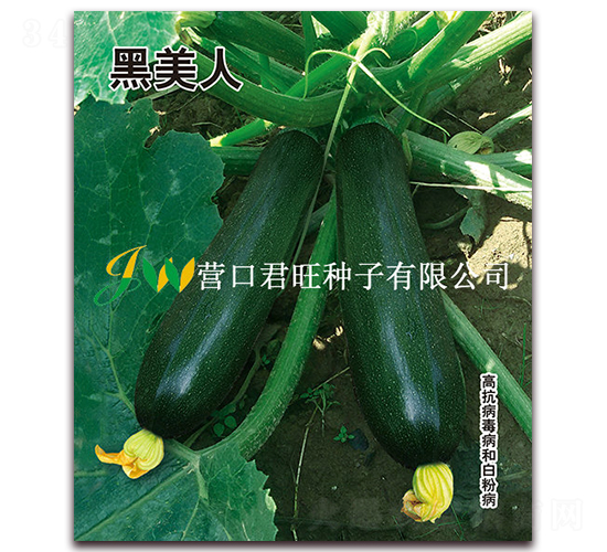 ������-�����J�N��-�I�ھ���