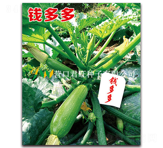 �X���-�����J�N��-�I�ھ���