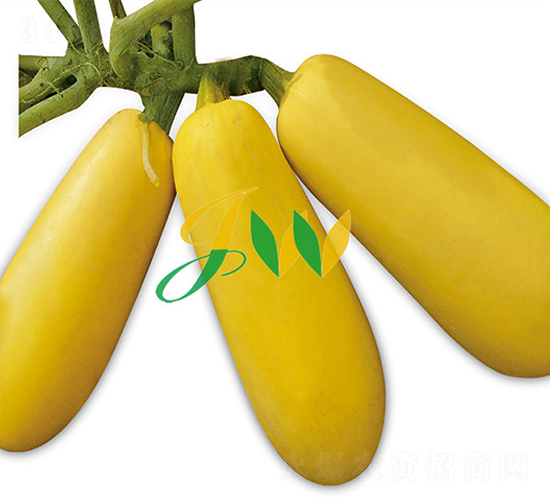 ѩ����̖-�����J�N��-�I�ھ���