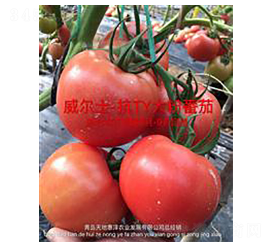 ����ʿ-�۹����ѷN��-��ػݝ�