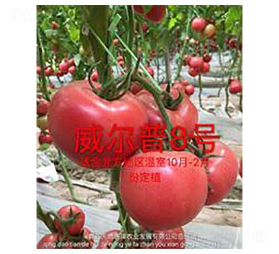 ������8̖-�۹����ѷN��-��ػݝ�