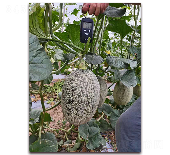 早熟25-甜瓜種子-金谷源