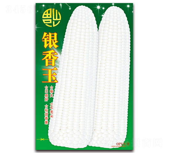 銀香玉-糯玉米種子-天星種業(yè)