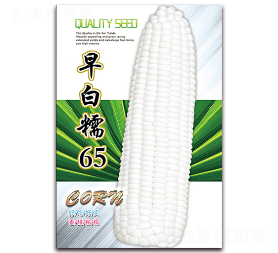 早白糯65-糯玉米種子-天星種業(yè)
