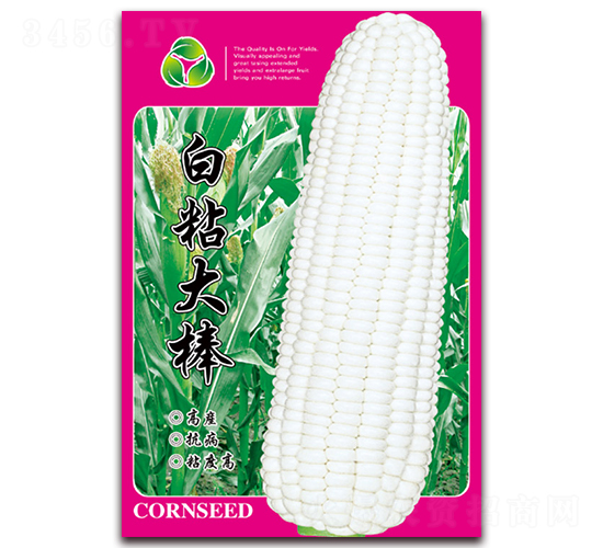 白粘大棒-糯玉米種子-天星種業(yè)