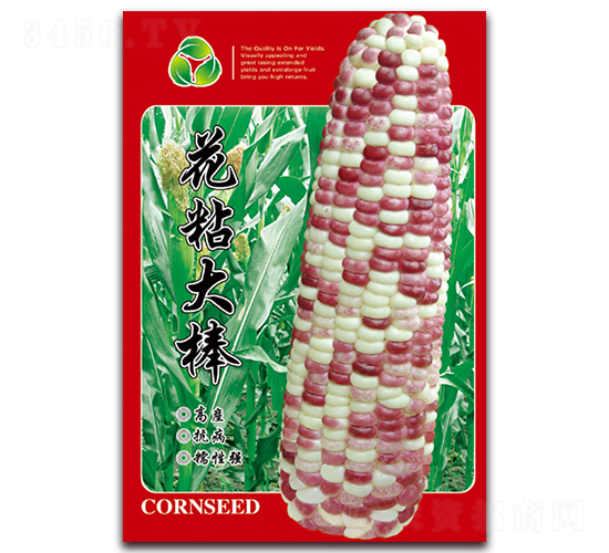 花粘大棒-糯玉米種子-天星種業(yè)