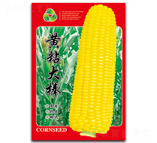 黃粘大棒-糯玉米種子-天星種業(yè)
