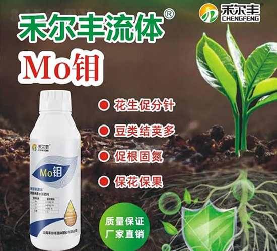 ���w�f-�̠��S