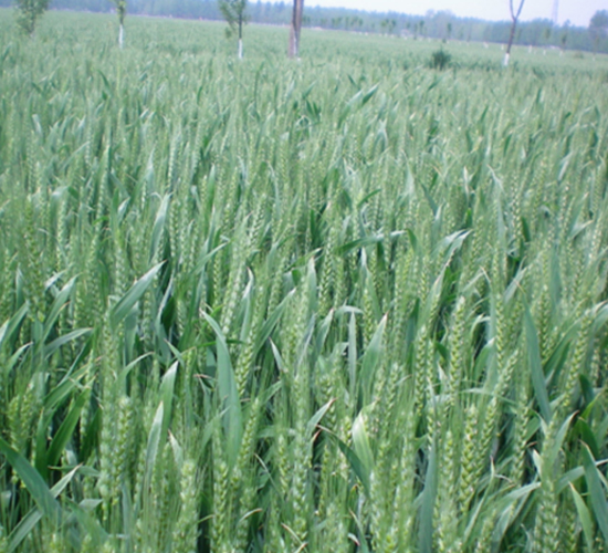 樂麥608-小麥種子-豐樂種業(yè)