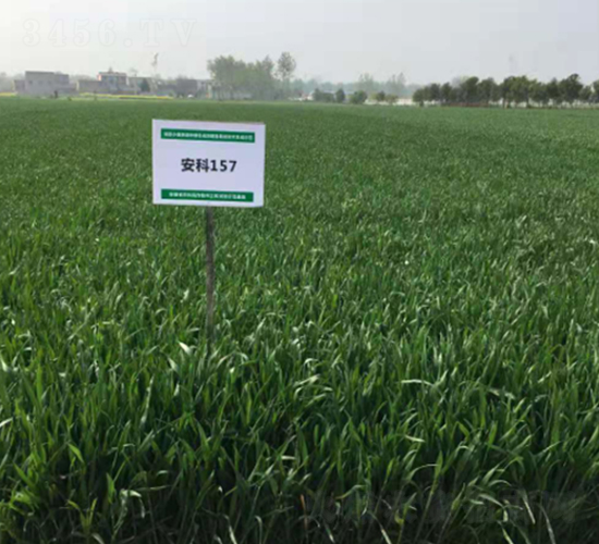安科157-小麥種子-豐樂種業(yè)