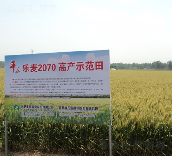 樂麥207-小麥種子-豐樂種業(yè)