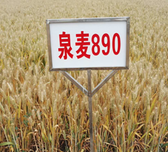 泉麥890-小麥種子-豐樂(lè)種業(yè)