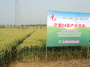 寧麥24-小麥種子-豐樂種業(yè)