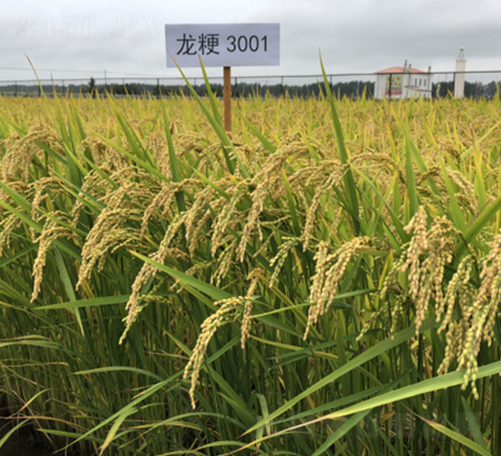 龍粳3001-水稻種子-豐樂(lè)種業(yè)
