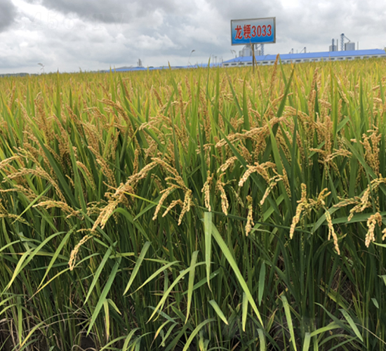 ����3033-ˮ���N��-�S���N�I(y��)