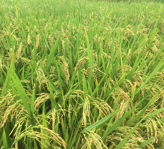 ��Ŵ5̖(h��o)-ˮ���N��-�S���N�I(y��)