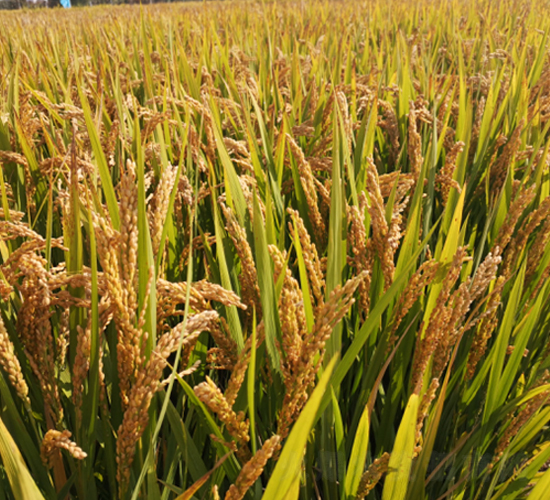 �(zh��n)��18̖-ˮ���N��-�S���N�I(y��)