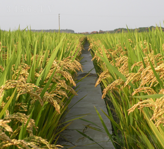 �(zh��n)Ŵ19̖-ˮ���N��-�S���N�I(y��)