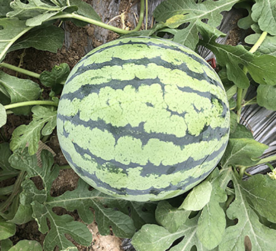 ����1̖(h��o)-���ϷN��-�S��(l��)�N�I(y��)