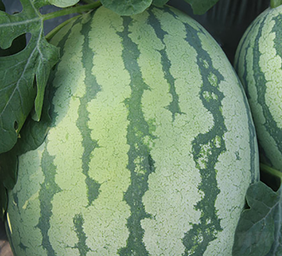 �t��ɰ-���ϷN��-�S��(l��)�N�I(y��)