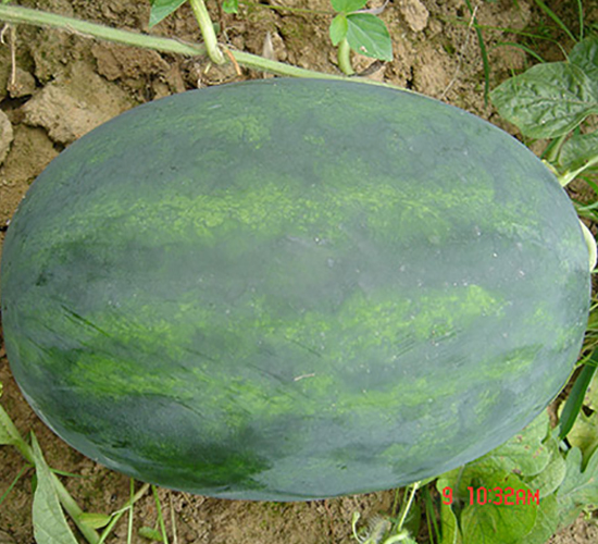 �S����̖-���ϷN��-�S���N�I(y��)