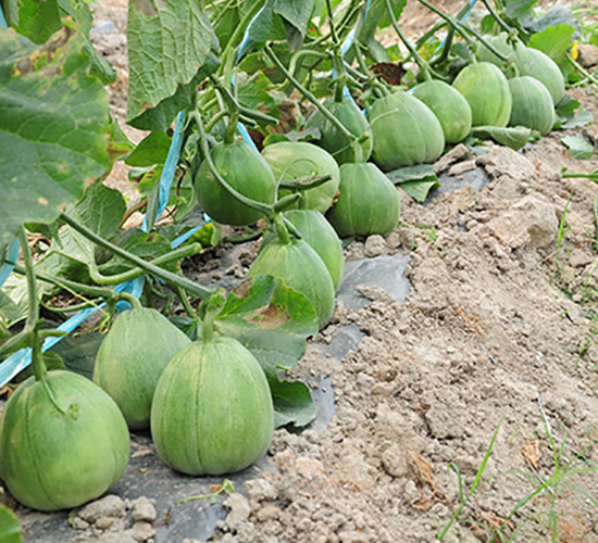 ����-��ϷN��-�S���N�I(y��)