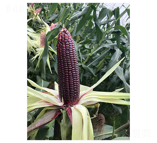 珍珠糯20-玉米種子-豐樂種業(yè)