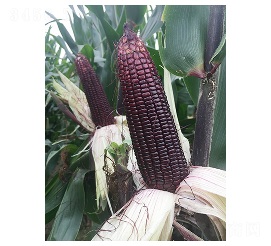 珍珠糯18-玉米種子-豐樂種業(yè)