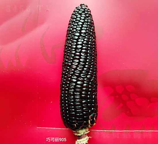 巧可麗905-玉米種子-豐樂種業(yè)