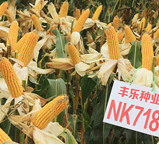 NK718-���׷N��-�S��(l��)�N�I(y��)