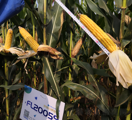 豐樂(lè)2059-玉米種子-豐樂(lè)種業(yè)