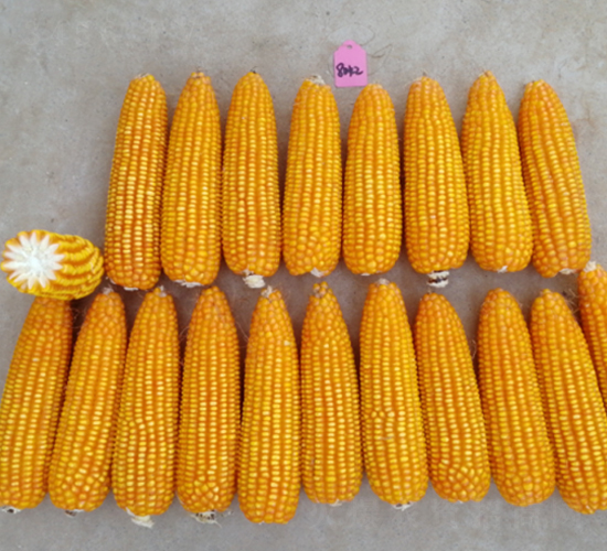 ��(zh��n)��002-���׷N��-�S���N�I(y��)