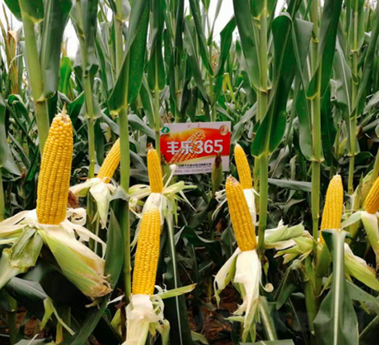 豐樂365-玉米種子-豐樂種業(yè)