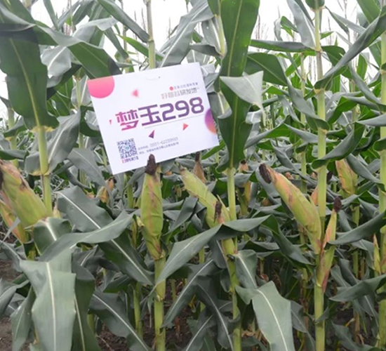 ����298-���׷N��-�S���N�I(y��)