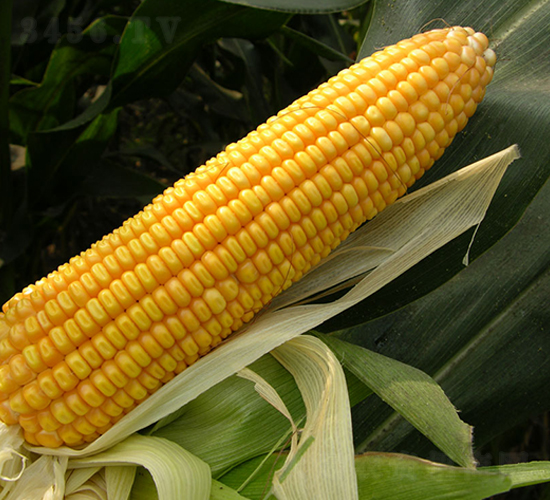 中農(nóng)2號(hào)-玉米種子-豐樂(lè)種業(yè)