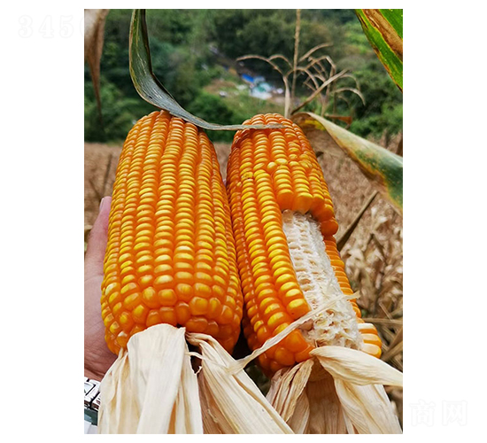 恩單525-玉米種子-豐樂種業(yè)