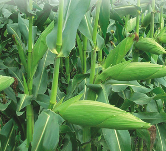 成玉999-玉米種子-豐樂種業(yè)