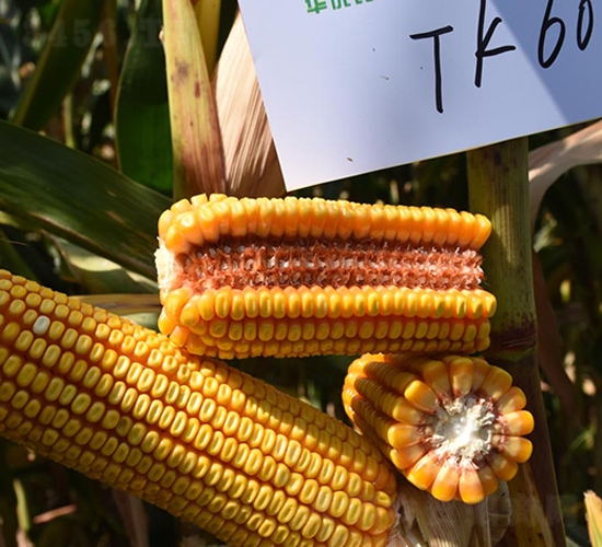 TK601-玉米種子-豐樂種業(yè)