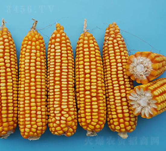 皖農(nóng)科青貯8號-玉米種子-豐樂種業(yè)